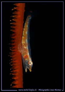 Little Goby on a Wip Coral... by Michel Lonfat 